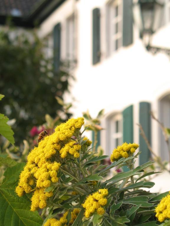 Rhein River Guesthouse - Direkt Am Rhein Leverkusen Eksteriør bilde