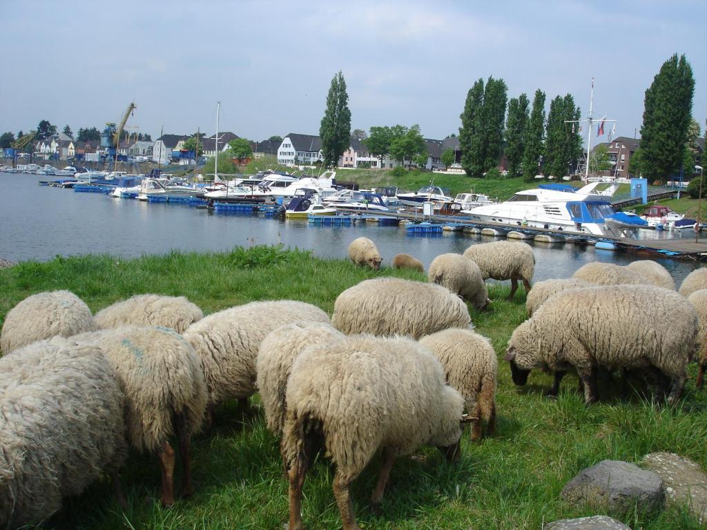 Rhein River Guesthouse - Direkt Am Rhein Leverkusen Eksteriør bilde