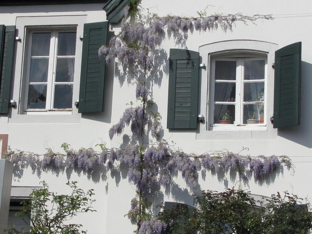 Rhein River Guesthouse - Direkt Am Rhein Leverkusen Eksteriør bilde