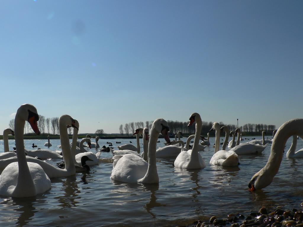 Rhein River Guesthouse - Direkt Am Rhein Leverkusen Eksteriør bilde
